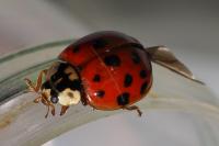 Harmonia axyridis