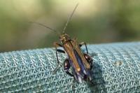 Oedemera flavipes