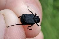 Valgus hemipterus