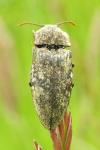 Agrypnus murinus