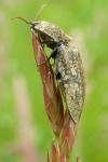 Agrypnus murinus