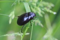 Hydrochara caraboides