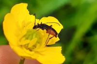 Rutpela nigra
