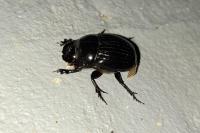 Copris lunaris