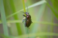 Carabus cancellatus