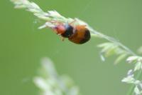 Diachromus germanus