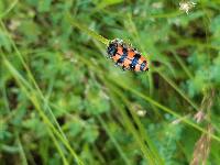 Trichodes alvearius