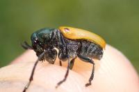 Labidostomis lucida