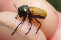Labidostomis lucida