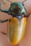 Labidostomis lucida