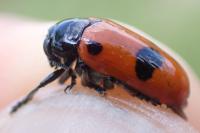 Clytra laeviuscula