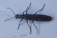 Dolichosoma lineare