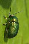 Cryptocephalus