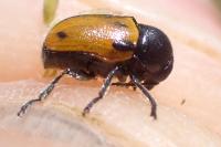 Cryptocephalus rugicollis