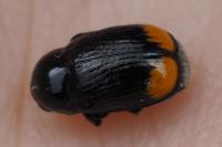 Cryptocephalus biguttatus