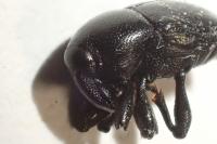 Malvaevora timida