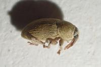 Tychius aureolus