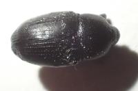 Malvaevora timida