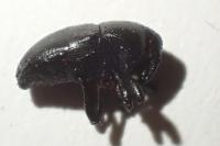 Malvaevora timida
