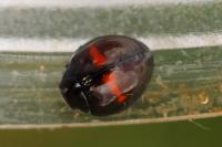 Chilocorus bipustulatus
