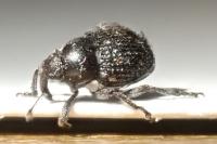 Zacladus exiguus