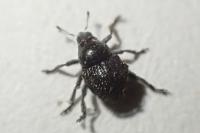 Zacladus exiguus