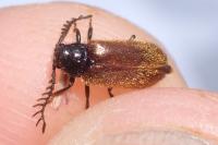 Drilus flavescens