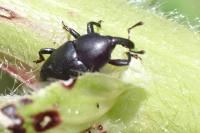 Malvaevora timida
