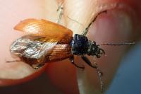 Megischia curvipes
