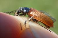 Megischia curvipes
