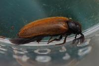 Drilus flavescens