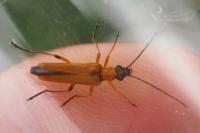 Oedemera podagrariae