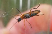 Oedemera podagrariae