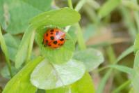 Harmonia axyridis