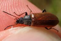 Omophlus picipes