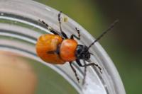 Exosoma lusitanicum