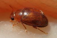 Rhyzobius litura