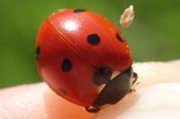 Coccinella septempunctata
