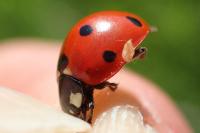 Coccinella septempunctata