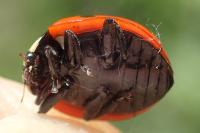 Coccinella septempunctata