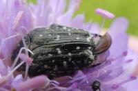 Oxythyrea funesta