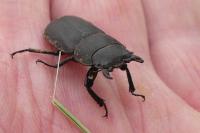 Dorcus parallelipipedus
