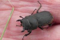 Dorcus parallelipipedus