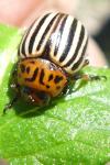 Leptinotarsa decemlineata
