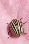 Leptinotarsa decemlineata