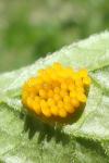 Leptinotarsa decemlineata