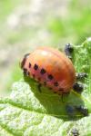 Leptinotarsa decemlineata