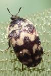 Attagenus trifasciatus