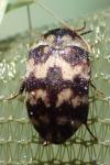 Attagenus trifasciatus