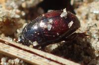 Saprinus maculatus